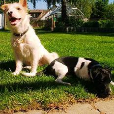 Jack russell terrier Jason R.I.P (kun 4½ år)