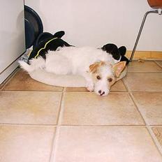Jack russell terrier Jason R.I.P (kun 4½ år)