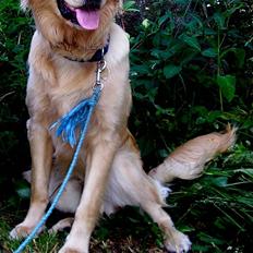 Blanding af racer Labrador/N. Found. Balder