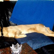 Blanding af racer Labrador/N. Found. Balder