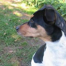 Dansk svensk gaardhund Plet