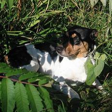 Dansk svensk gaardhund Plet