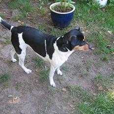 Dansk svensk gaardhund Plet