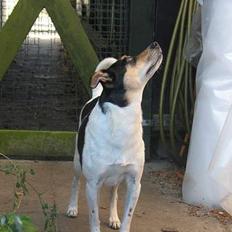 Dansk svensk gaardhund Anton