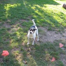 Dansk svensk gaardhund Anton