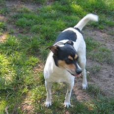 Dansk svensk gaardhund Anton