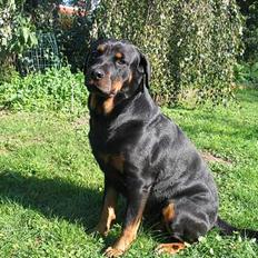 Rottweiler Ippon