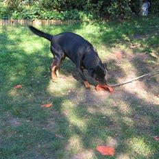 Rottweiler Ippon
