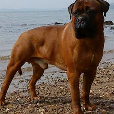 Bullmastiff Nero
