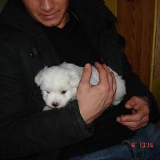 Coton de tulear Bobby 