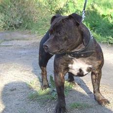 Staffordshire bull terrier wizardbulls Xena