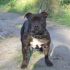 Staffordshire bull terrier wizardbulls Xena