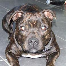Staffordshire bull terrier wizardbulls Xena