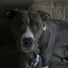 Amerikansk staffordshire terrier mishja