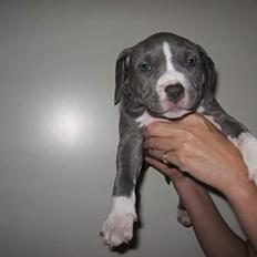 Amerikansk staffordshire terrier mishja