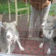 Amerikansk staffordshire terrier mishja