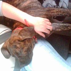 Dogo canario Shanti - Riocha's Ankara