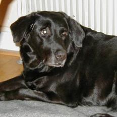 Blanding af racer Dina *DØD* R.I.P.