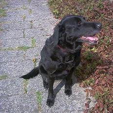 Blanding af racer Dina *DØD* R.I.P.