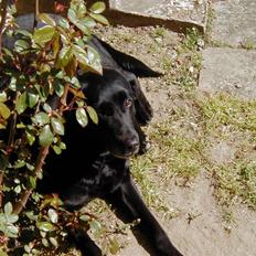 Blanding af racer Dina *DØD* R.I.P.