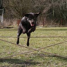 Labrador retriever Tigi