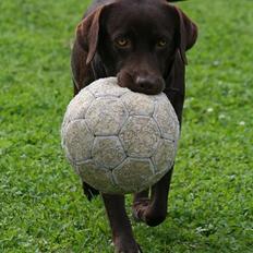 Labrador retriever Tigi
