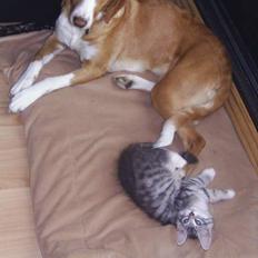 Blanding af racer Luna ( RIP d. 07/11)