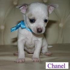 Chihuahua Barbie-Chanel