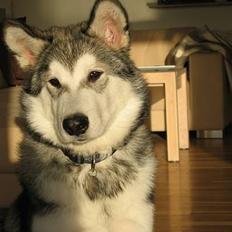 Alaskan malamute Chewie **Død feb 07**