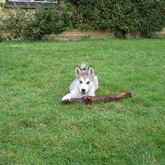 Alaskan malamute Chewie **Død feb 07**