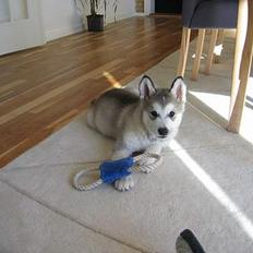 Alaskan malamute Chewie **Død feb 07**