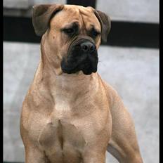 Bullmastiff Brak's Nagako Kuni/Bonnie