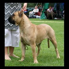 Bullmastiff Brak's Nagako Kuni/Bonnie