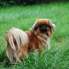 Pekingeser Pjevs