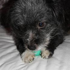 Blanding af racer Perle <3