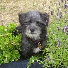 Blanding af racer Perle <3