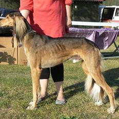 Saluki Faih´dan