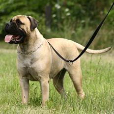 Bullmastiff Brak's MonteCalina/Maddie