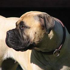 Bullmastiff Brak's MonteCalina/Maddie