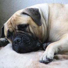 Bullmastiff Brak's MonteCalina/Maddie