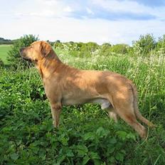 Broholmer Valdemar (død 12/6 2009)