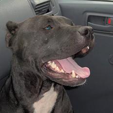 Amerikansk staffordshire terrier +max+