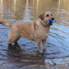 Labrador retriever Magnus