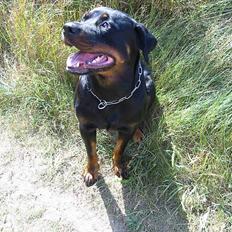 Rottweiler Muddi