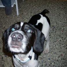 Blanding af racer MIKKEL <3  * Død :'(