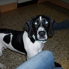 Blanding af racer MIKKEL <3  * Død :'(