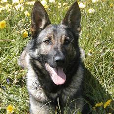 Schæferhund Glarbo Boogie