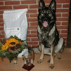 Schæferhund Glarbo Boogie