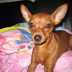 Dvaergpinscher Channi