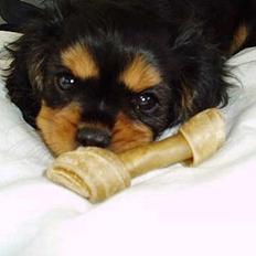 Cavalier king charles spaniel Chili